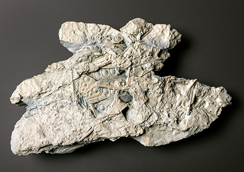 Versteinerter Seeigel